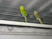 /album/red-ramps/tino-164-jpg1/